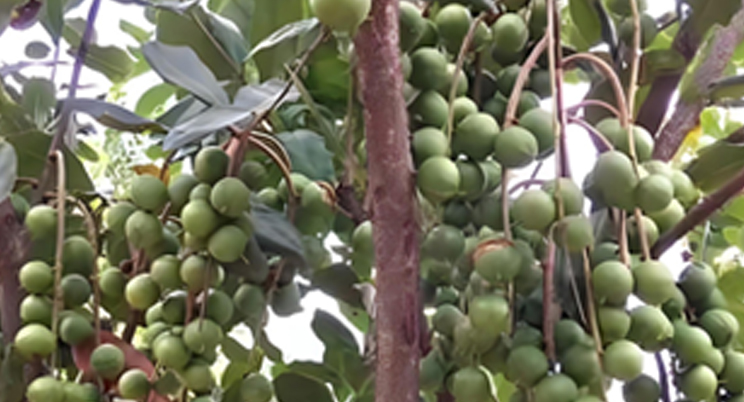 Drone pertanian terbang ke Guangxi, membantu warga Tiongkok membebaskan buah!