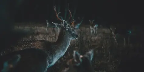 Berburu